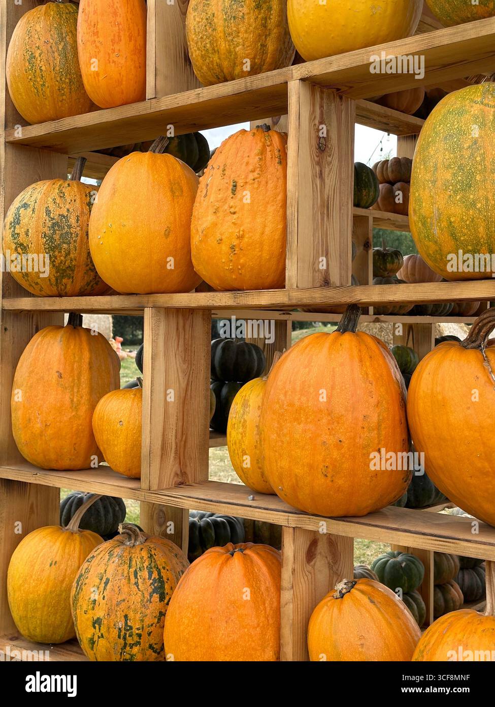 Large pile of colorful pumpkins arranged with hay bales, wagon wheel, and green plants at an autumn harvest festival. Seasonal decoration - Smartphone Captured Stock Image