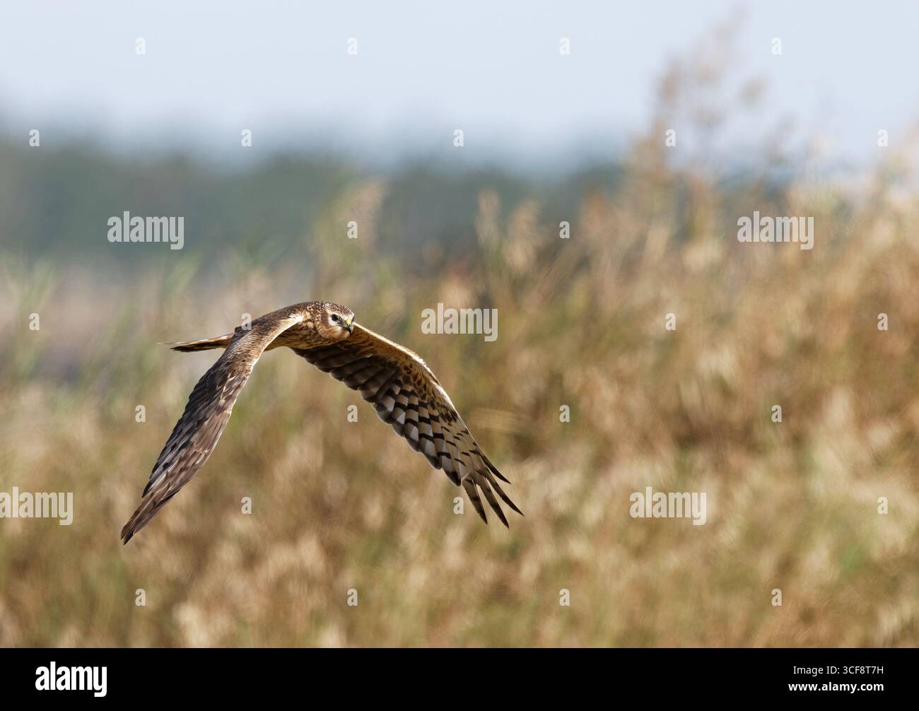 Harrier low flying hi-res stock photography and images - Alamy