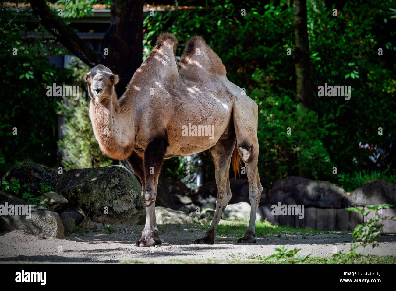 Ein Kamel in Hagenbeck´s Tierpark in Hamburg Stock Photo