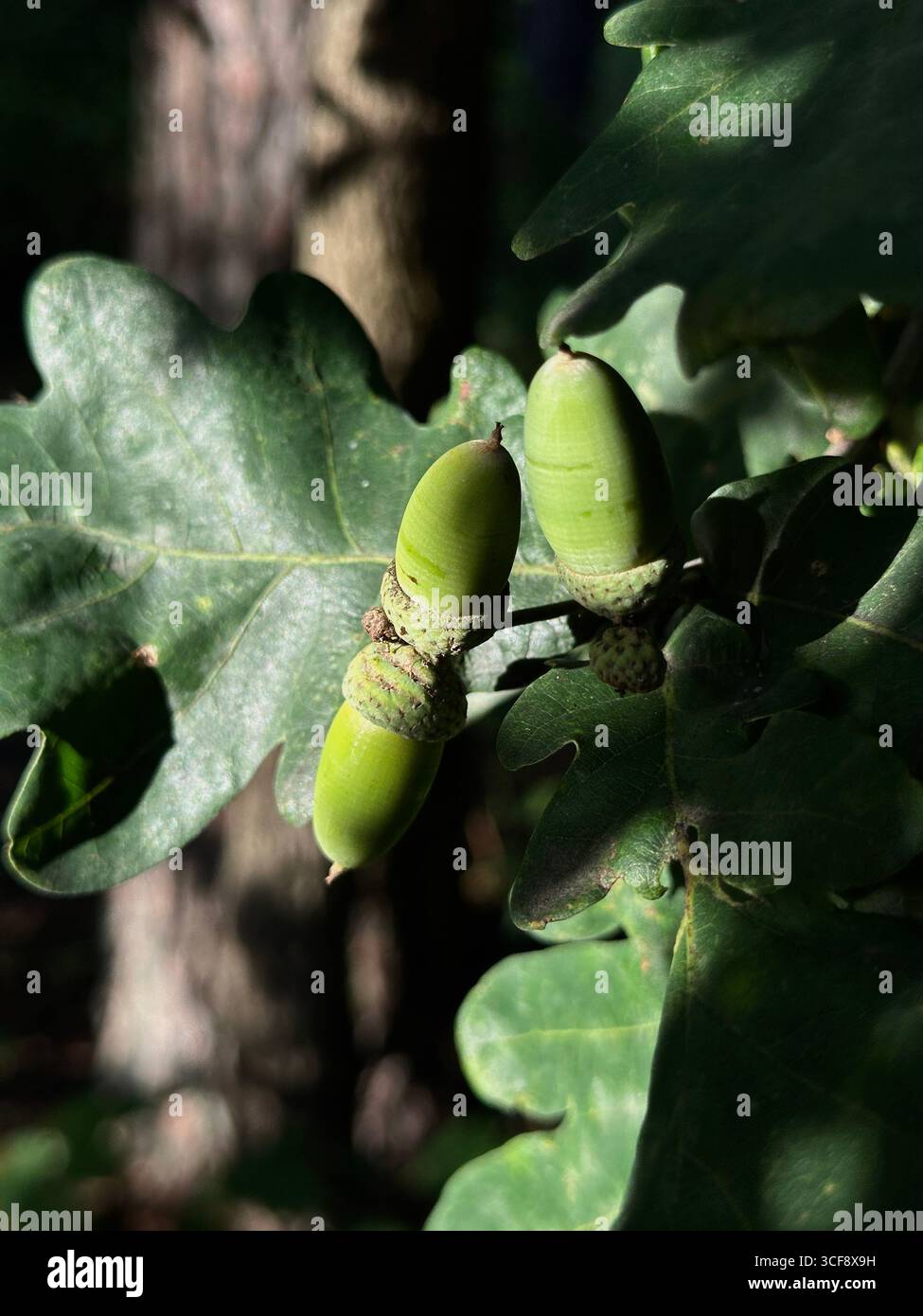 Close-up of fresh green acorns on an oak tree branch with leaves in natural daylight. Symbol of growth, nature, and the autumn season. - Smartphone Captured Stock Image