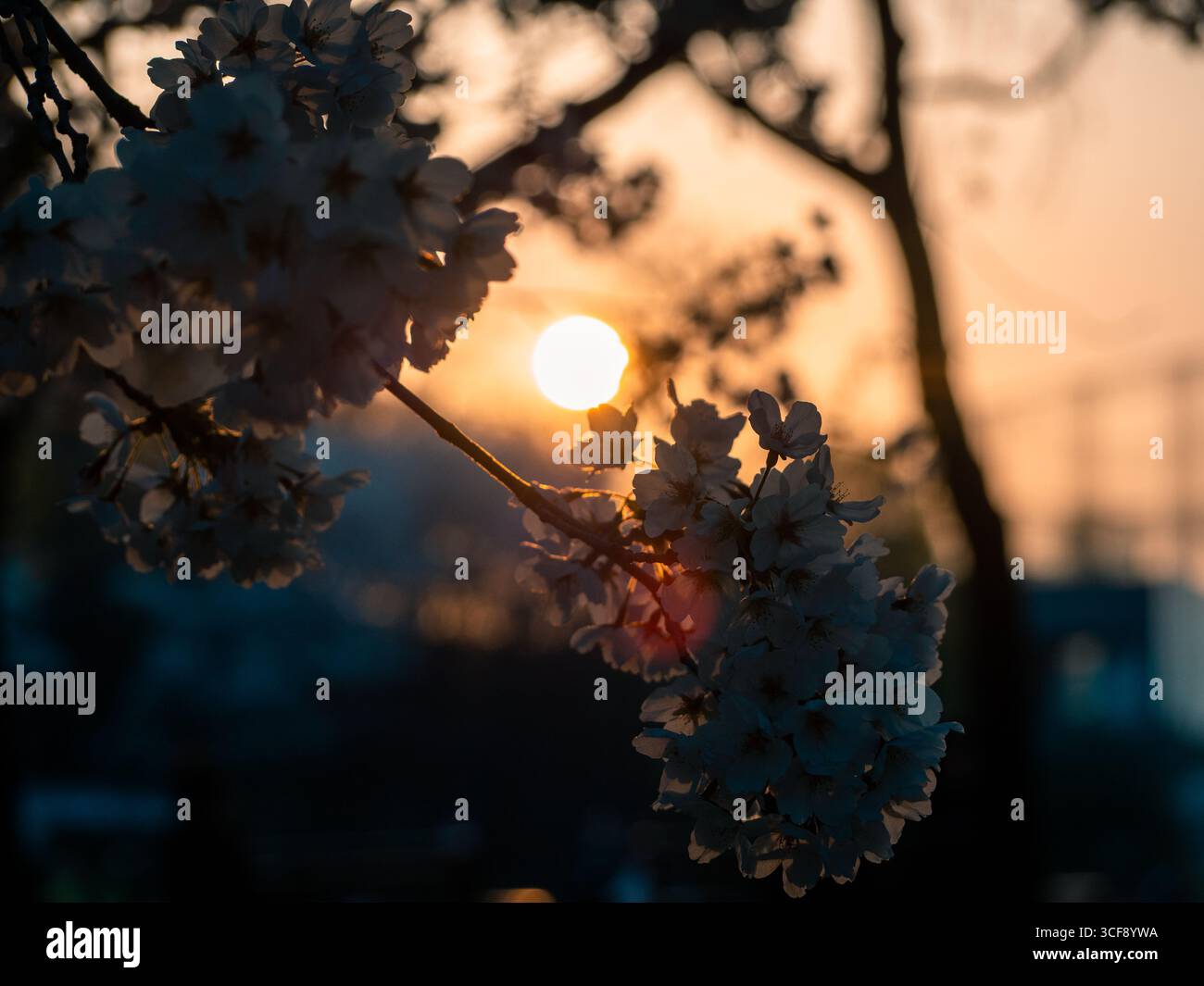 Sunset cherry blossoms hi-res stock photography and images - Alamy