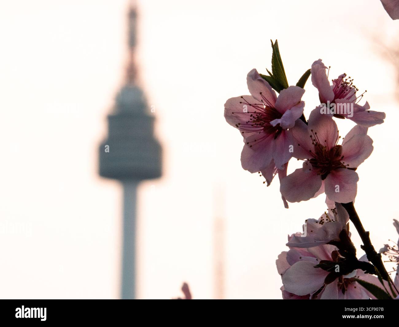 Sunset cherry blossoms hi-res stock photography and images - Alamy