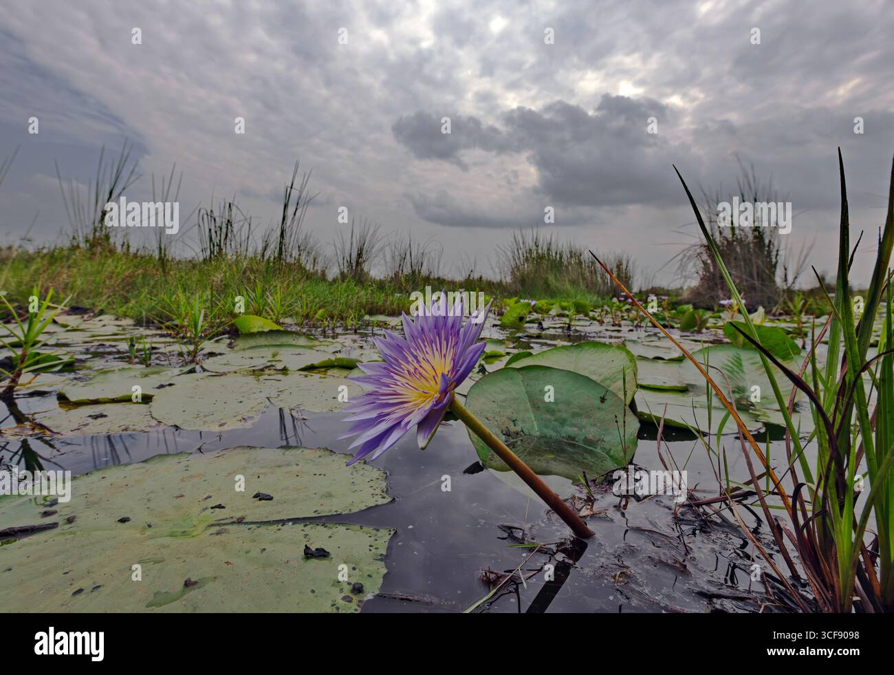 African water lily hi-res stock photography and images - Alamy