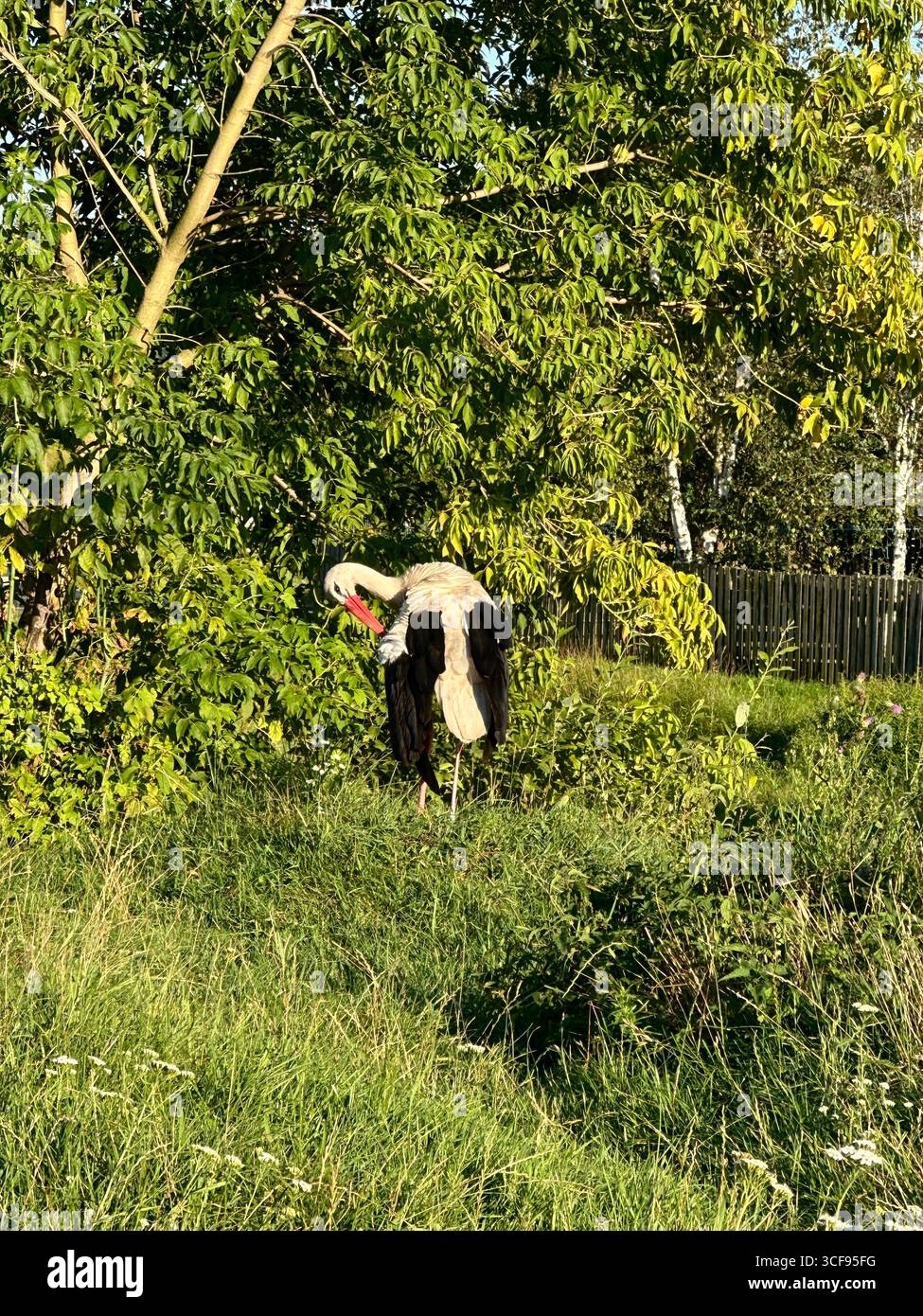 Wild white stork (Ciconia ciconia) standing in a grassy field near green trees, preening its feathers in natural sunlight. Perfect for wildlife, bird - Smartphone Captured Stock Image