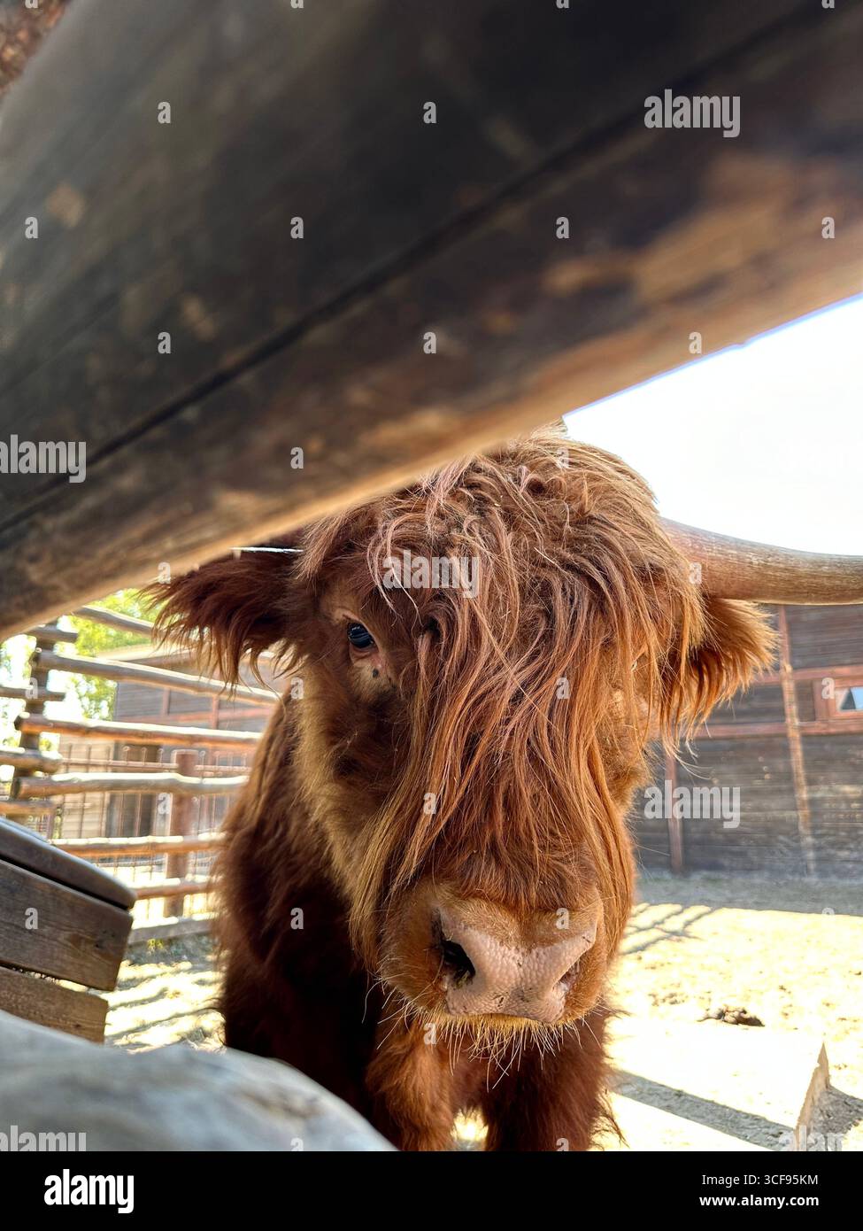 Highland cattle with long horns in wooden enclosure - Smartphone Captured Stock Image