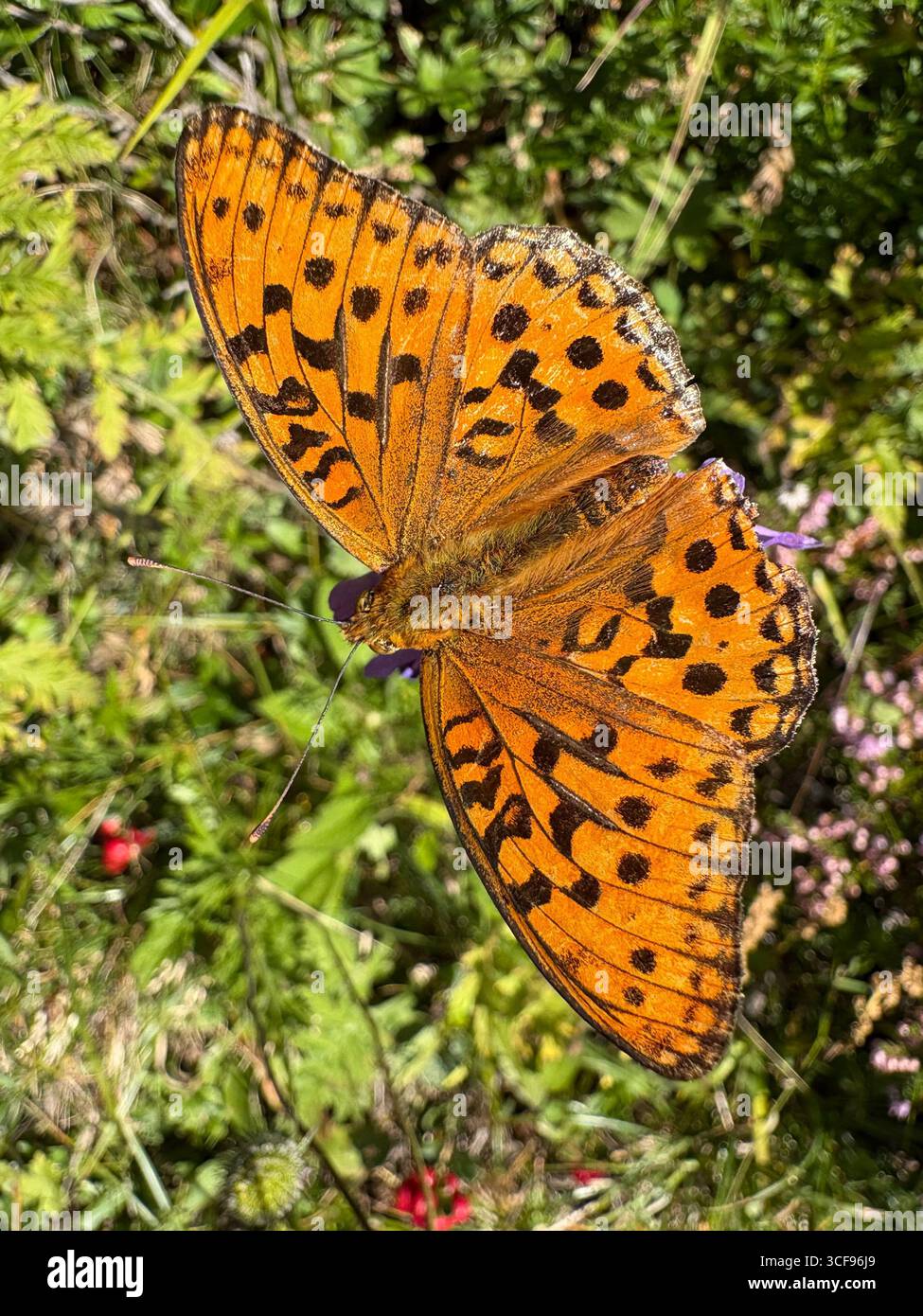 From Le Buet to Mont Buet: wildflowers, butterflies, and endless Alpine peaks. - Smartphone Captured Stock Image