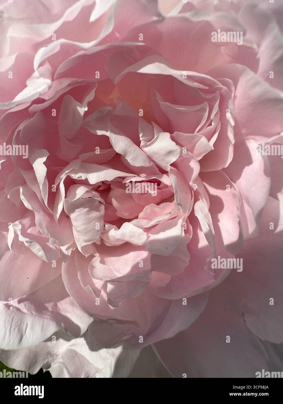 Macro close-up of a pale pink peony with delicate layered petals, captured in soft natural sunlight. Ideal for floral backgrounds, romantic themes - Smartphone Captured Stock Image