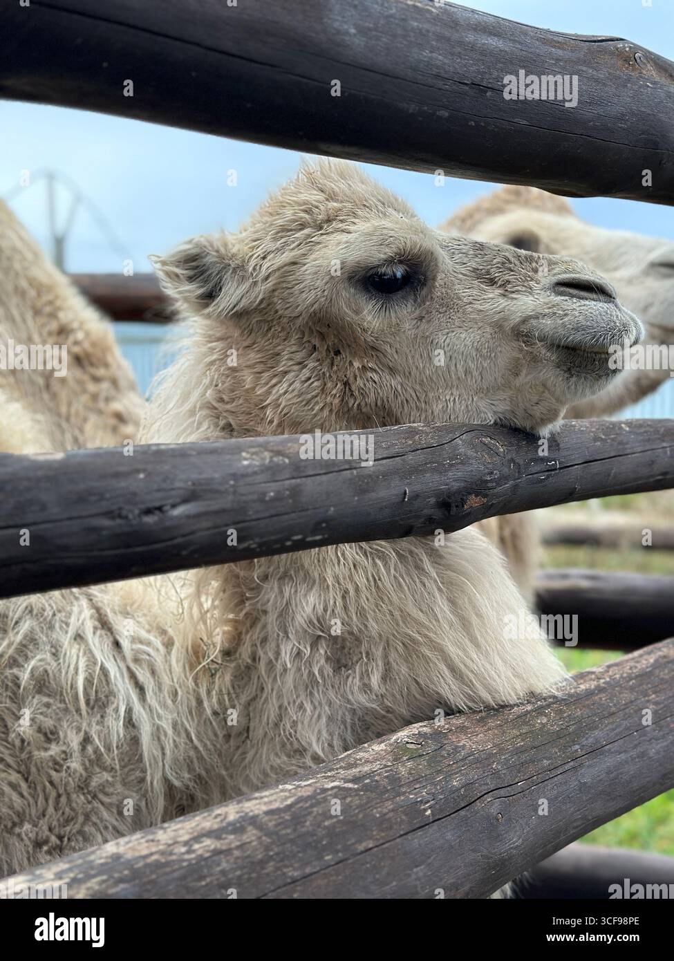 Close-up side view of a camel behind a wooden fence. Perfect for themes related to wildlife, farming, agriculture, zoos, animal care, desert animals, - Smartphone Captured Stock Image