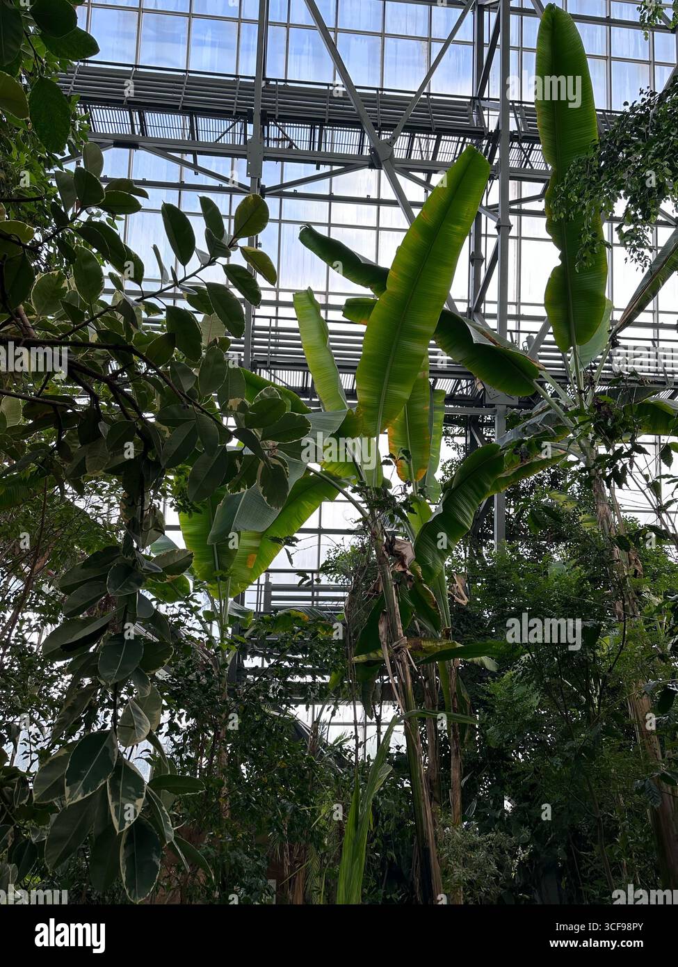 Lush tropical plants with large banana leaves growing inside a greenhouse with a glass roof and steel framework. Suitable for themes related to botany - Smartphone Captured Stock Image