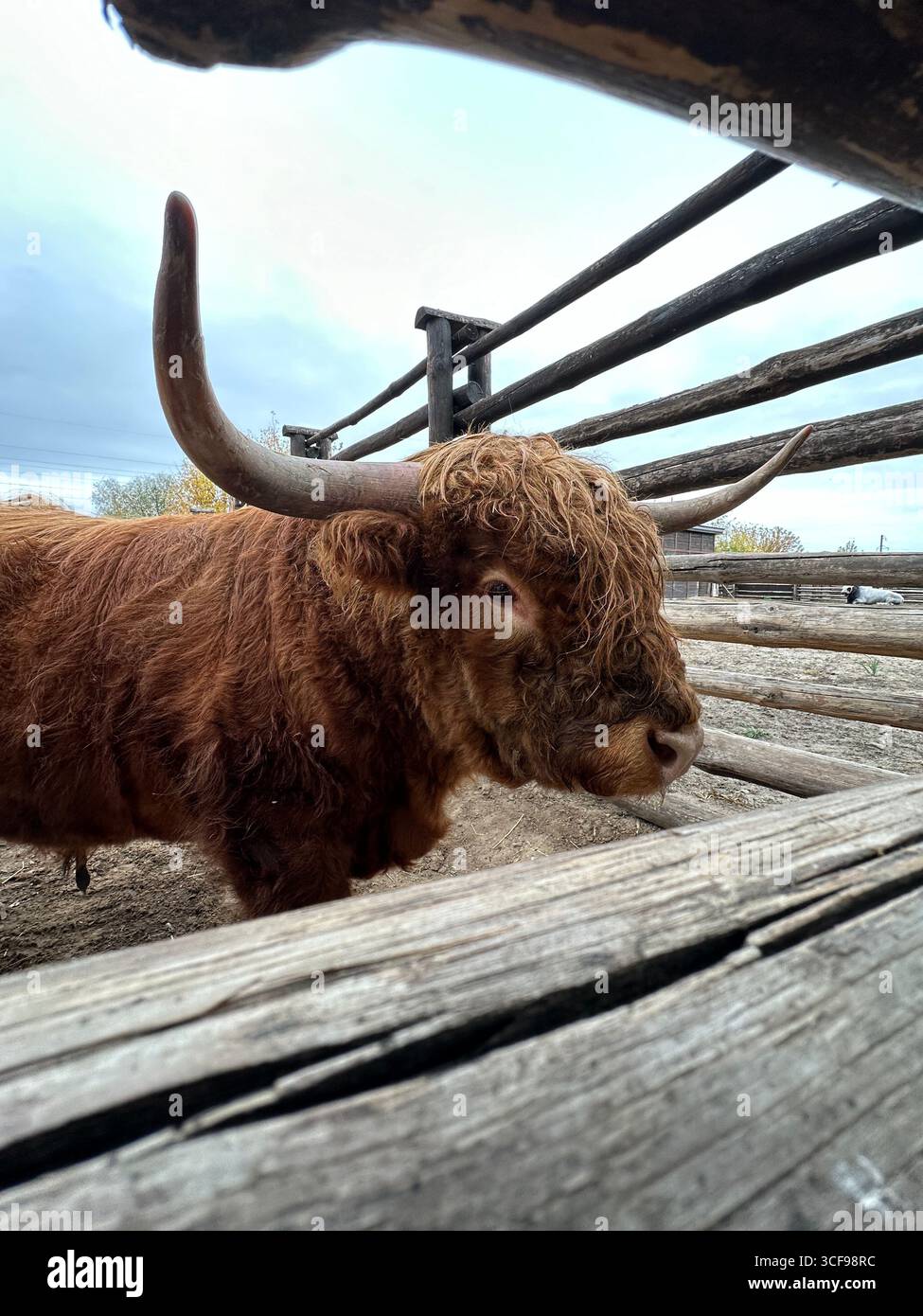 Cow standing landscape cattle smartphone stock photos and images Alamy