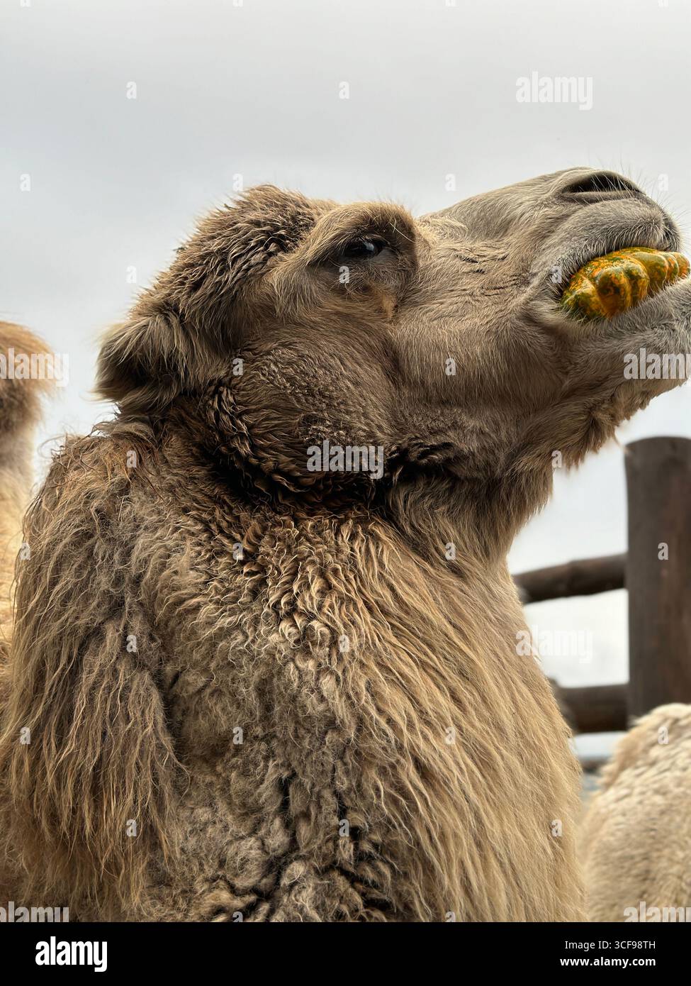 Close-up of a Bactrian camel with thick fur eating a pumpkin, captured outdoors in natural light. Ideal for agriculture, farm animals, exotic wildlife - Smartphone Captured Stock Image