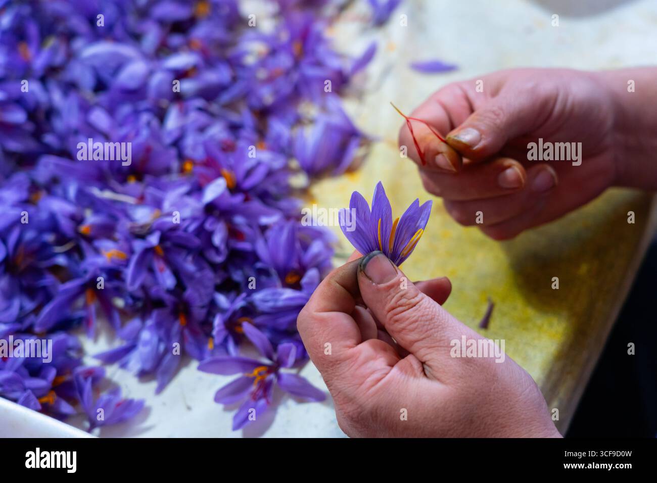 Saffron Process Separating strands hi-res stock photography and images - Alamy