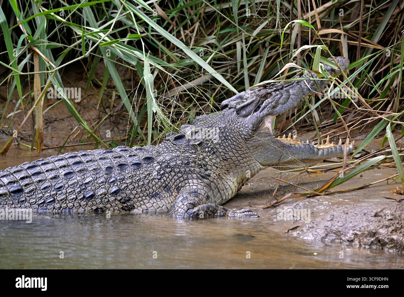 Crocodile krokodil hi-res stock photography and images - Alamy, image size:1300x956