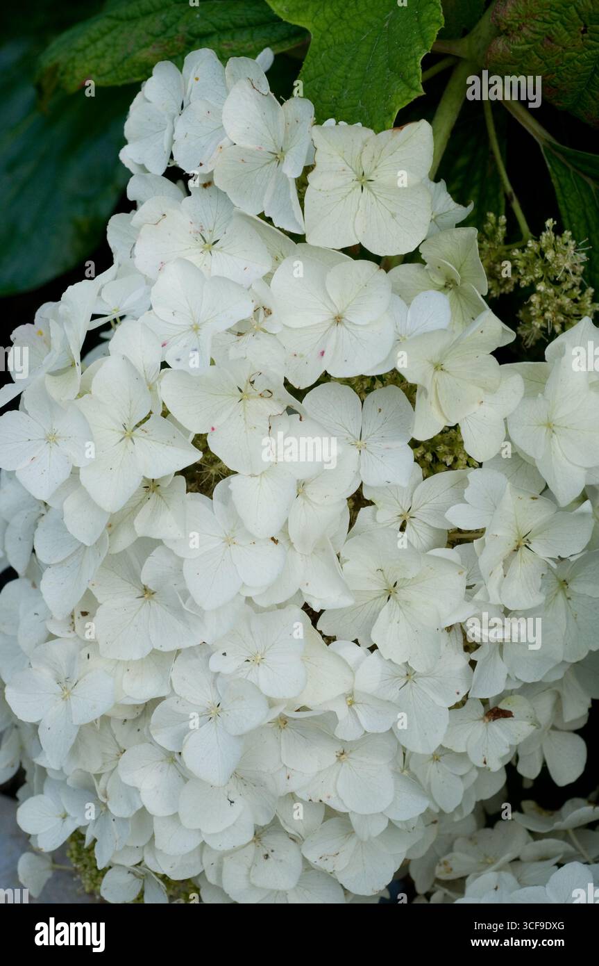 HYDRANGEA QUERCIFOLIA Stock Photo