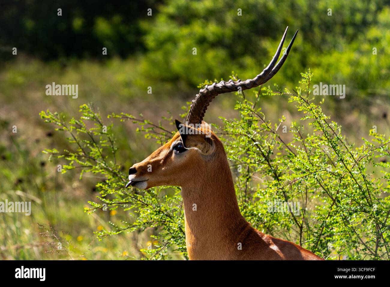 Long curved horns hi-res stock photography and images - Alamy
