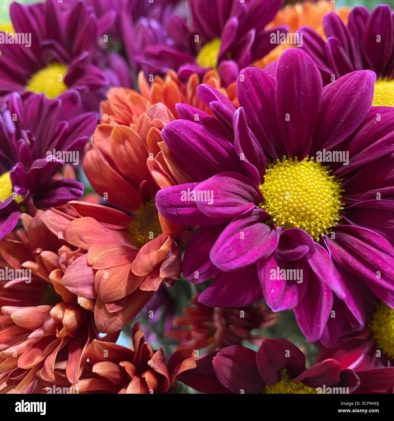 Close up of a bouquet of b;ooming orange and yellow and deep pink enhanced Daisy flowers - Smartphone Captured Stock Image