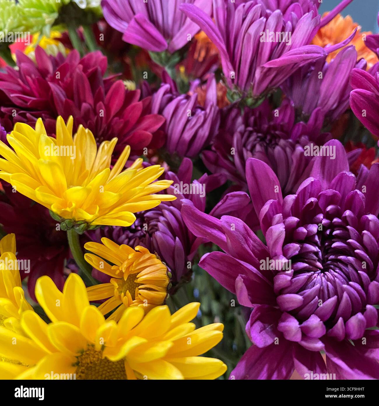 Close up of a bouquet of blooming purple Chrysanthemum flowers and bright yellow Daisy flowers - Smartphone Captured Stock Image