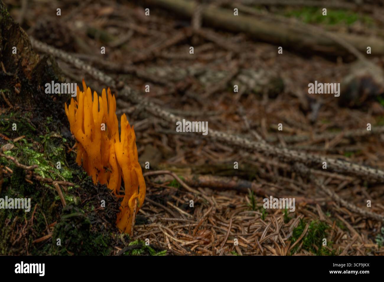 Poisonous toxic mushroom in fresh summer green forest in mountains Stock Photo