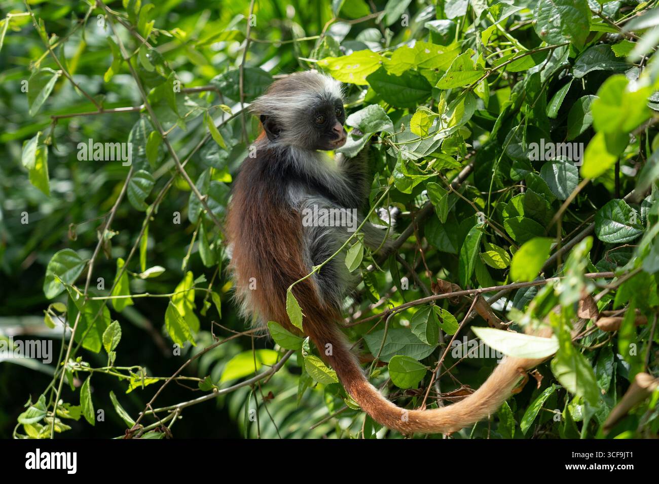 Juvenile Zanzibar red colobus monkey on tree branch, Jozani Forest Stock Photo
