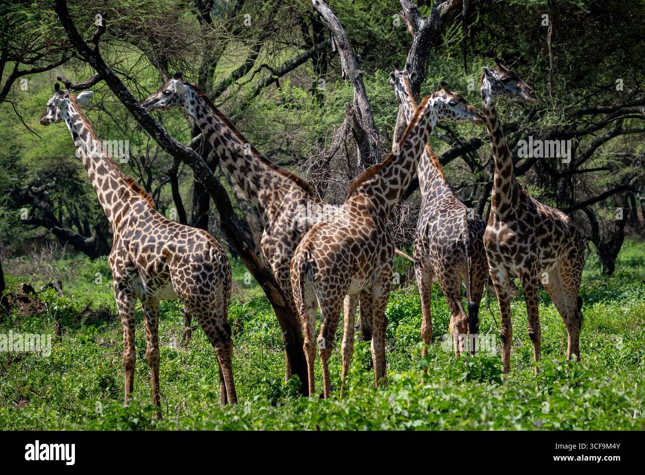 Group giraffes standing among hi-res stock photography and images - Alamy