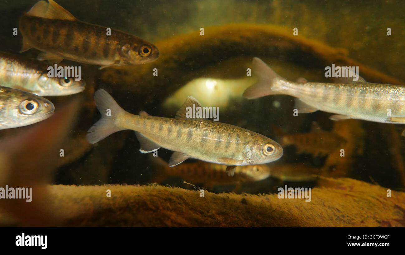 Samen Par Salmon parr hi-res stock photography and images - Alamy
