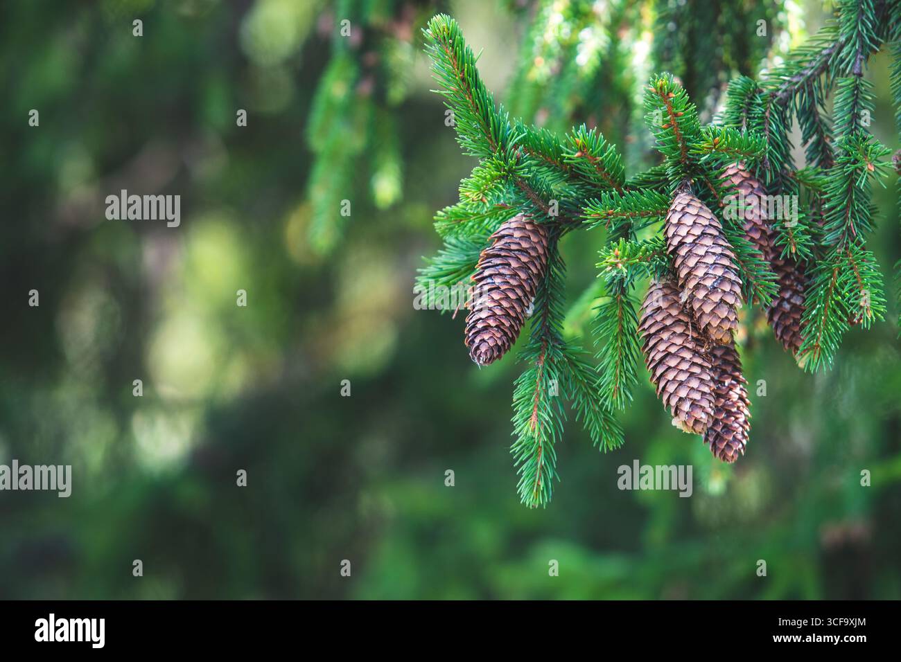 Pine cones on the branches of a pine or spruce tree, surrounded by lush green needles. The background is blurred, giving a natural, peaceful forest Stock Photo