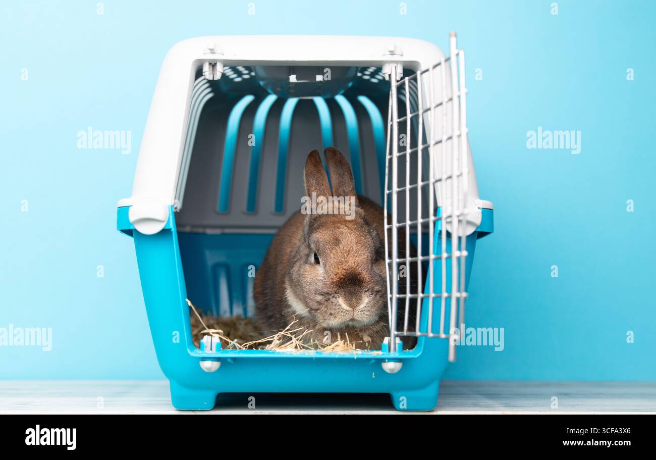 Rabbit In A Transport Box, Pet Locked In A Cage, Taking Care Of ...