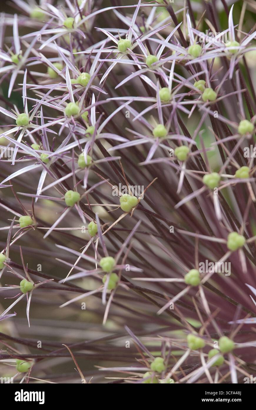 The vibrant flowering plant showcases green buds and spiky structures ...