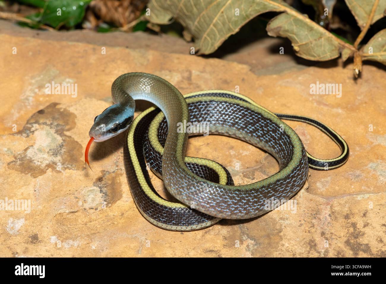 Ridley’s beauty snake (Orthriophis taeniurus ridleyi), also known as ...