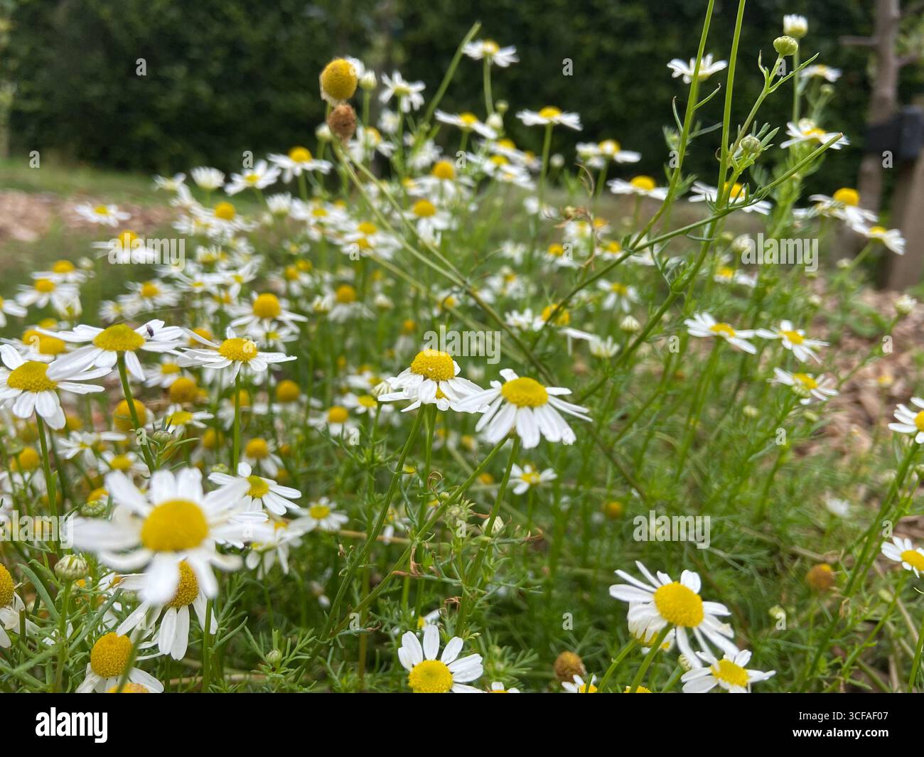 field of daisies - Smartphone Captured Stock Image