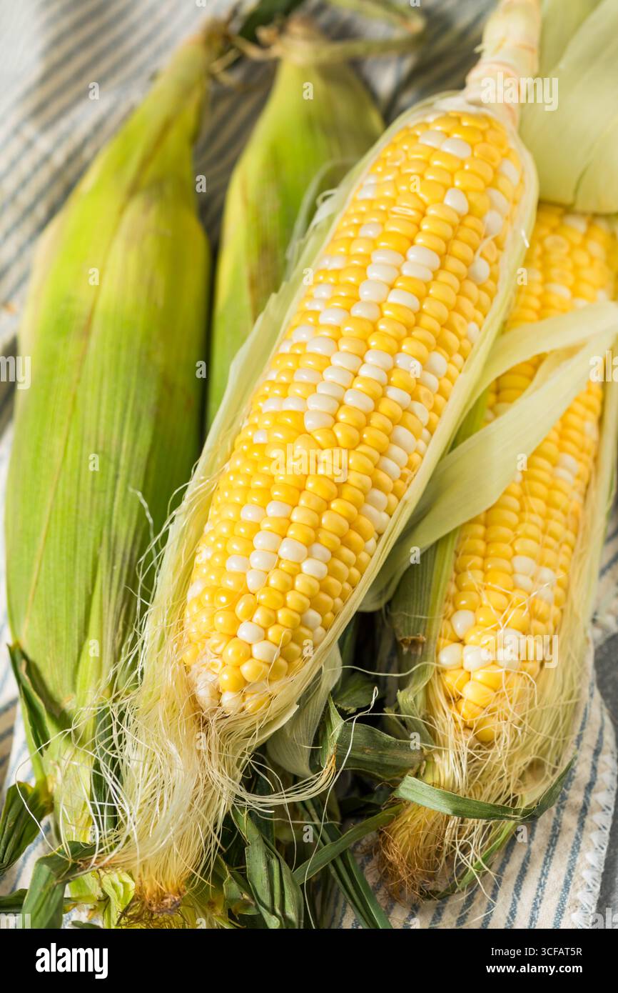 Raw Organic Sweet Corn on the Cob in the Husk Stock Photo