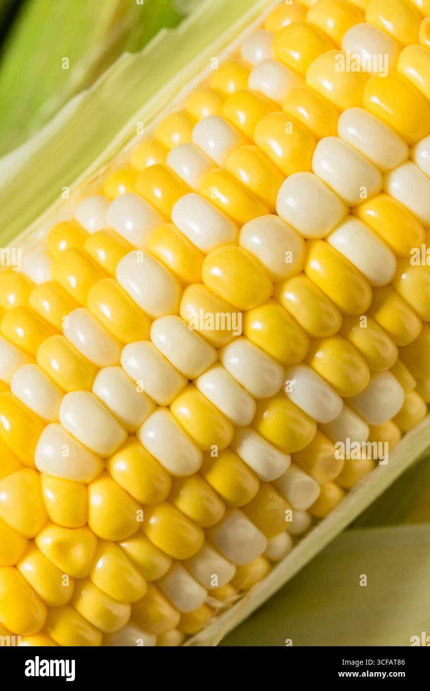 Raw Organic Sweet Corn on the Cob in the Husk Stock Photo