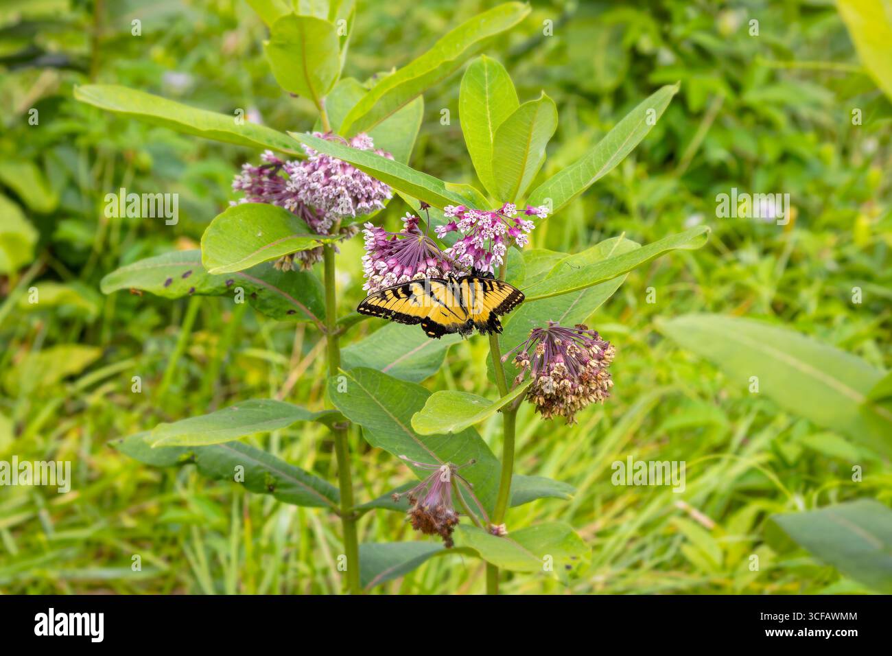 Native Virginia Insects The Eastern Yellow Swallowtail is Butterfly native to eastern North ...