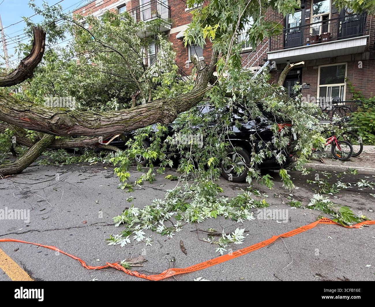 Tree struck by lightning due to violent storm created by global warming and climate change, Montreal, Canada Stock Photo