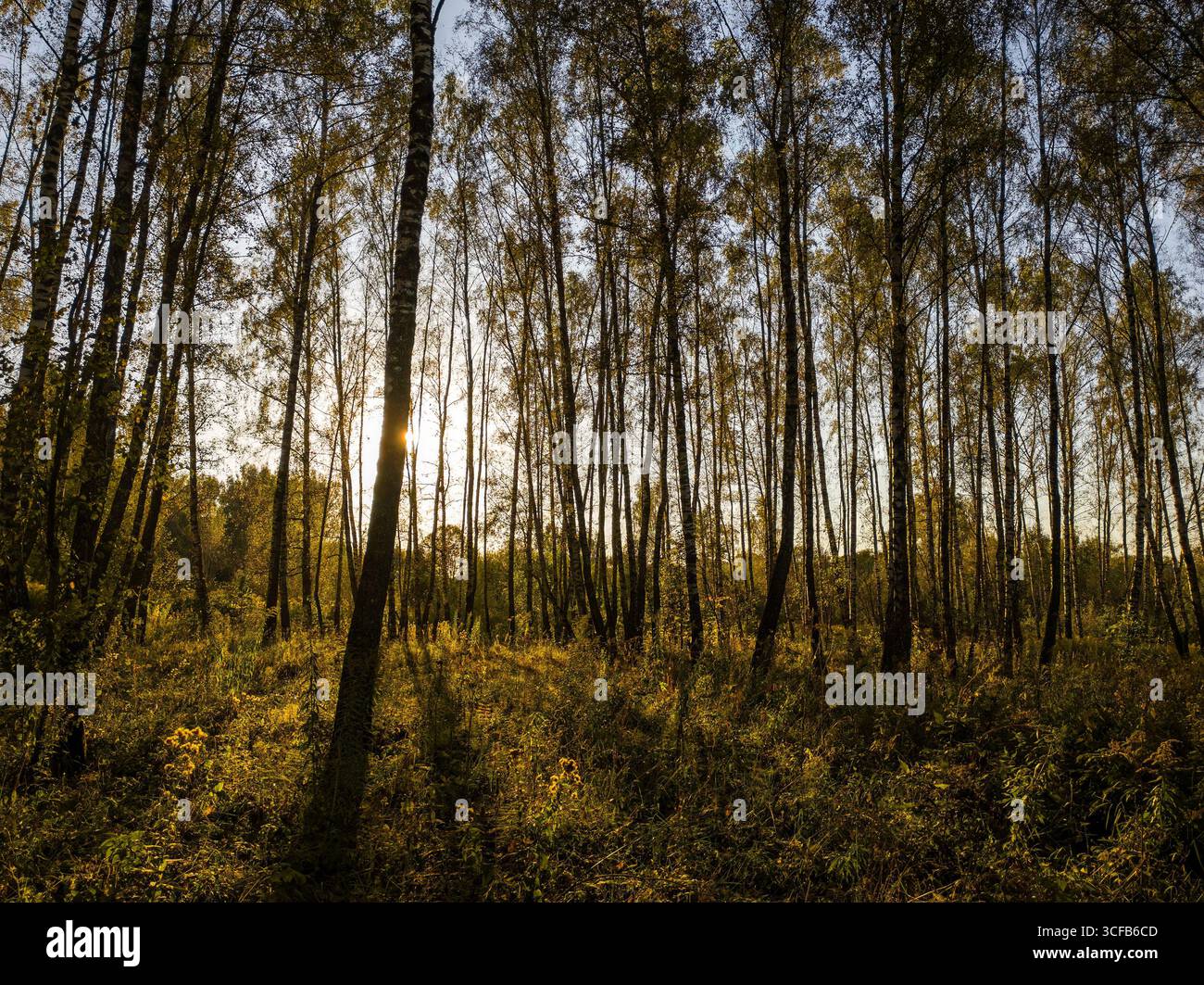 Birch grove with golden leaves in golden autumn season, illuminated by ...