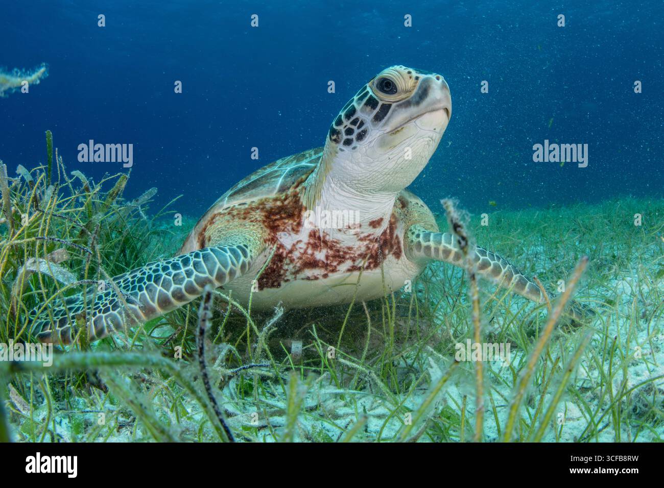 A green sea turtle (Chelonia mydas) underwater in a seagrass bed, the ...