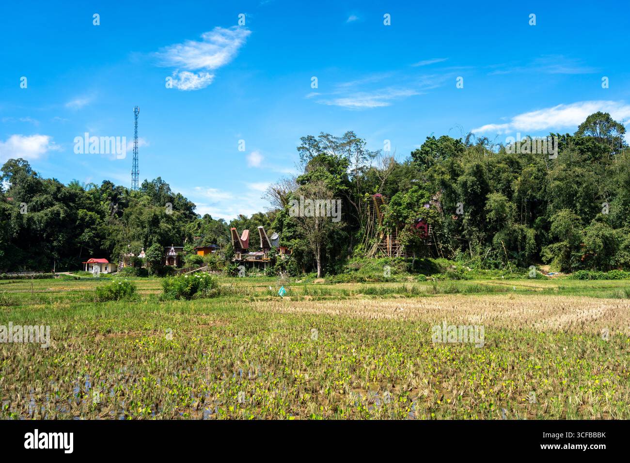 A traditional Toraja village with tongkonan houses stands surrounded by ...