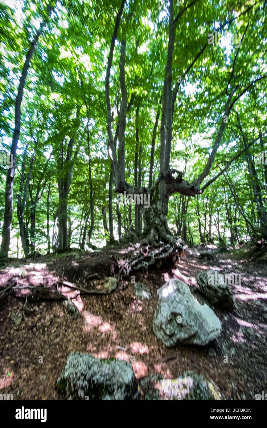 Promonient Tree Prominent root system hi-res stock photography and images - Alamy
