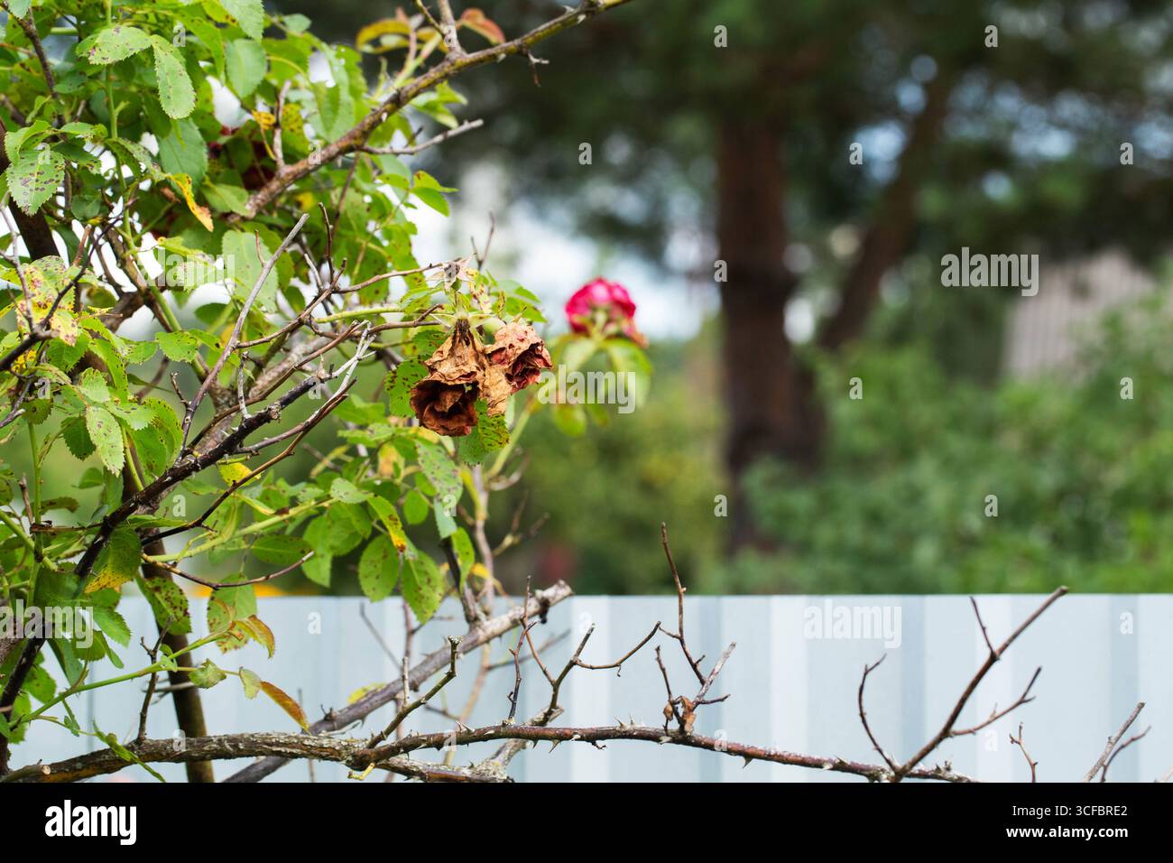 Dried flowers of red bush rose. Insufficient watering and improper ...