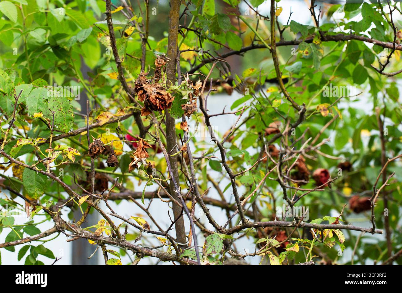 Dried flowers of red bush rose. Insufficient watering and improper ...