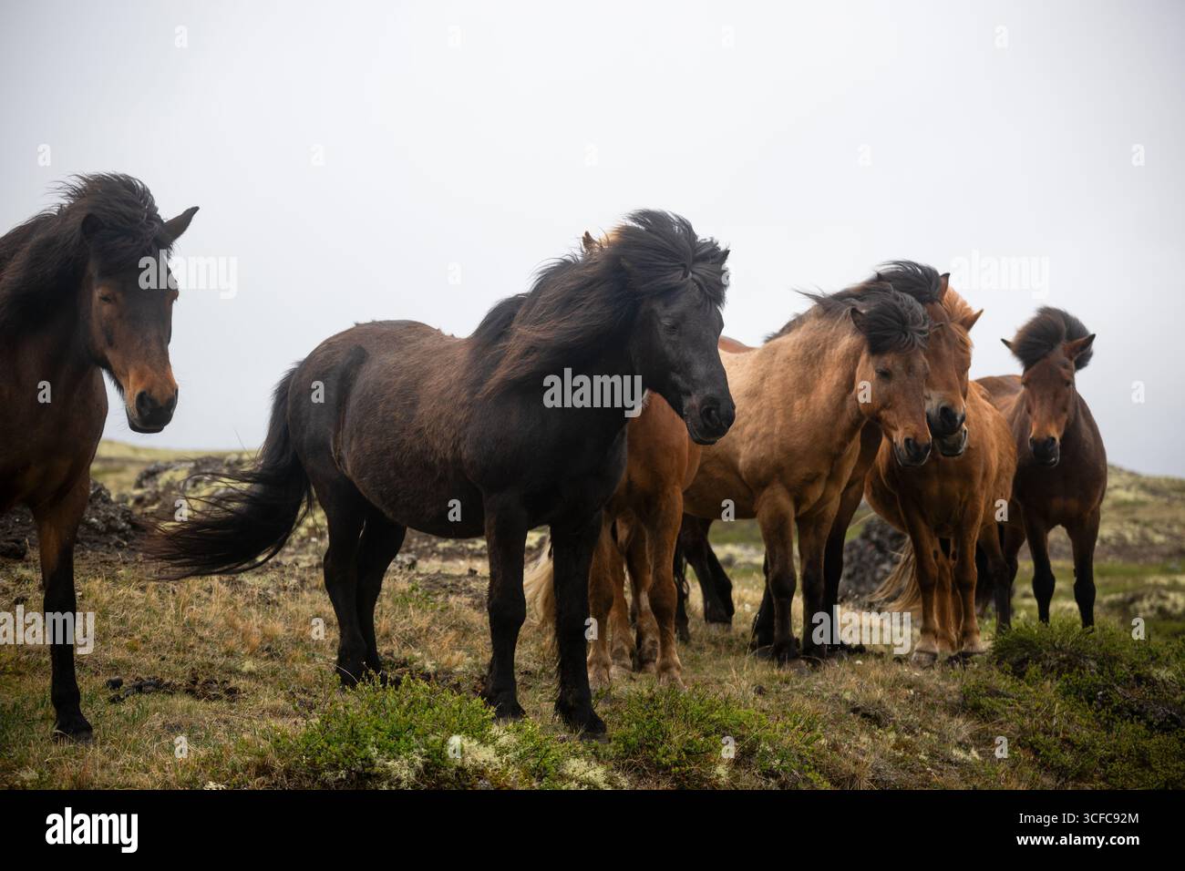 Majestic Icelandic horses roam freely across the lush green landscape Stock Photo