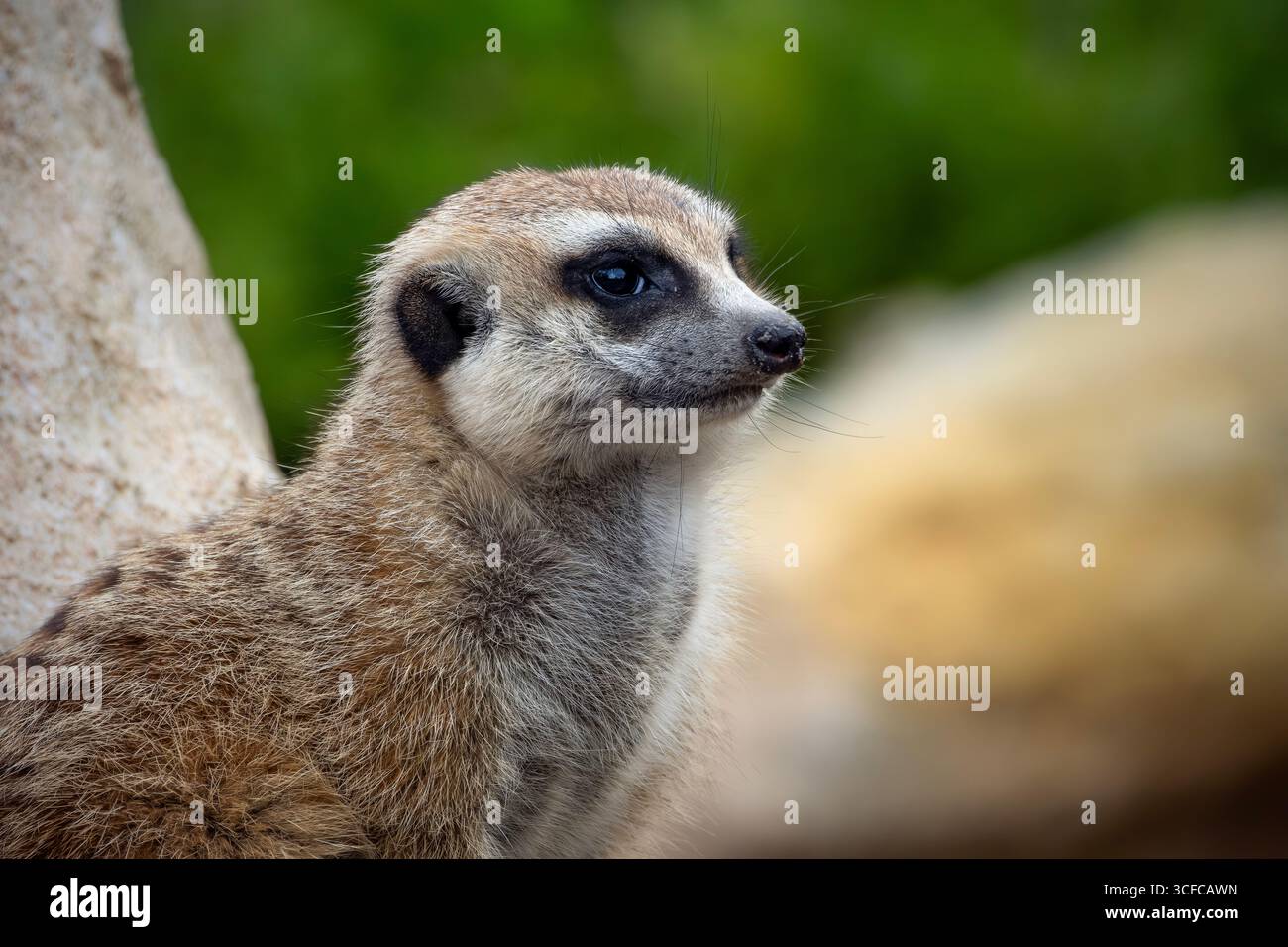 Reitvlei nature reserve hi-res stock photography and images - Alamy