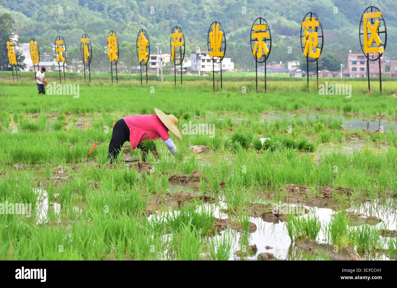 Aerial photo shows farmers transplanting late rice seedlings in the ...
