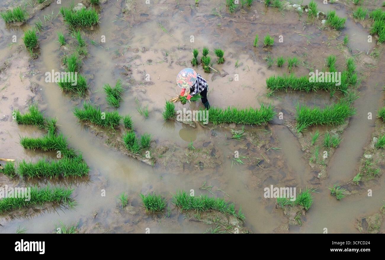Aerial photo shows farmers transplanting late rice seedlings in the ...