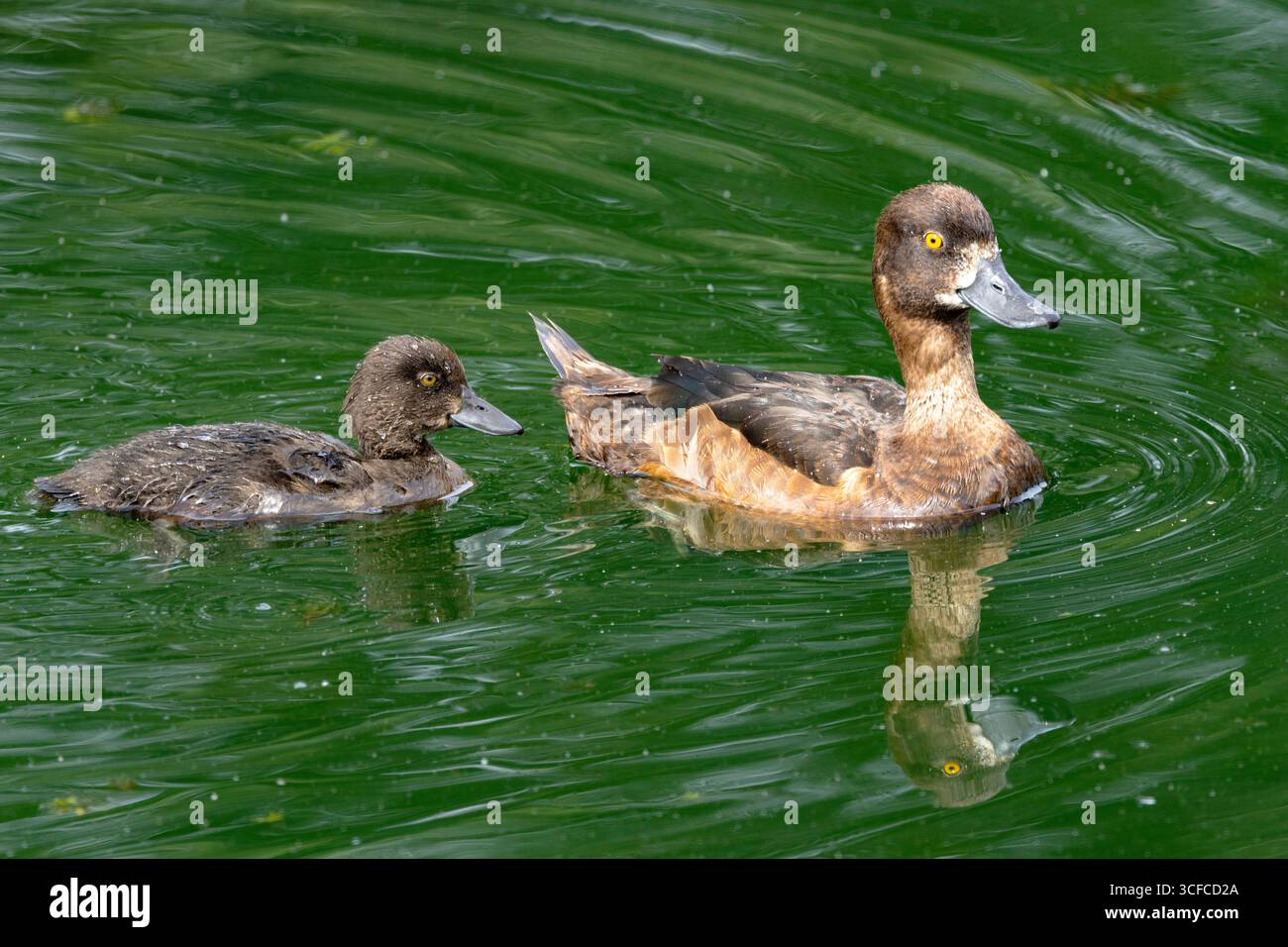 The Tufted Duck has a distinctive yellow eye and is the commonest of the diving ducks found in the UK. They are breeding residents Stock Photo