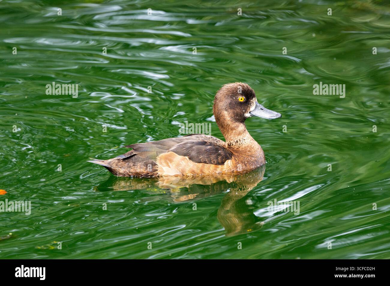 The Tufted Duck has a distinctive yellow eye and is the commonest of the diving ducks found in the UK. They are breeding residents Stock Photo