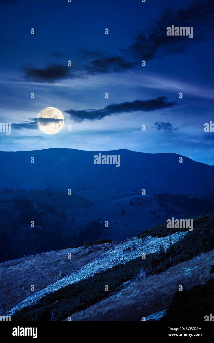 fir trees on a meadow down the hill at night. coniferous forest in mountains in full moon light. steep hillside in early autumn darkness Stock Photo