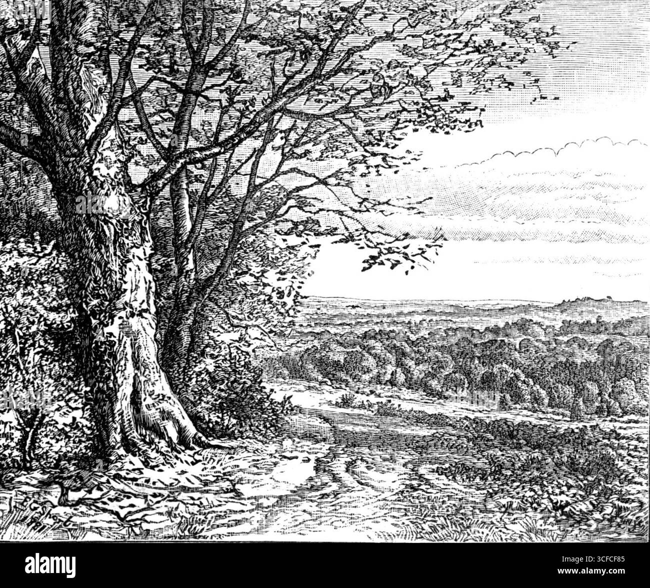Illustrations from new books - Autumn from Bramble Hill: from 