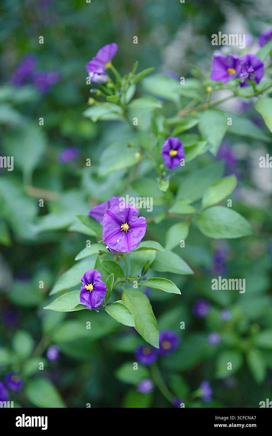 Enzianstrauch - solanum rantonnetii Stock Photo