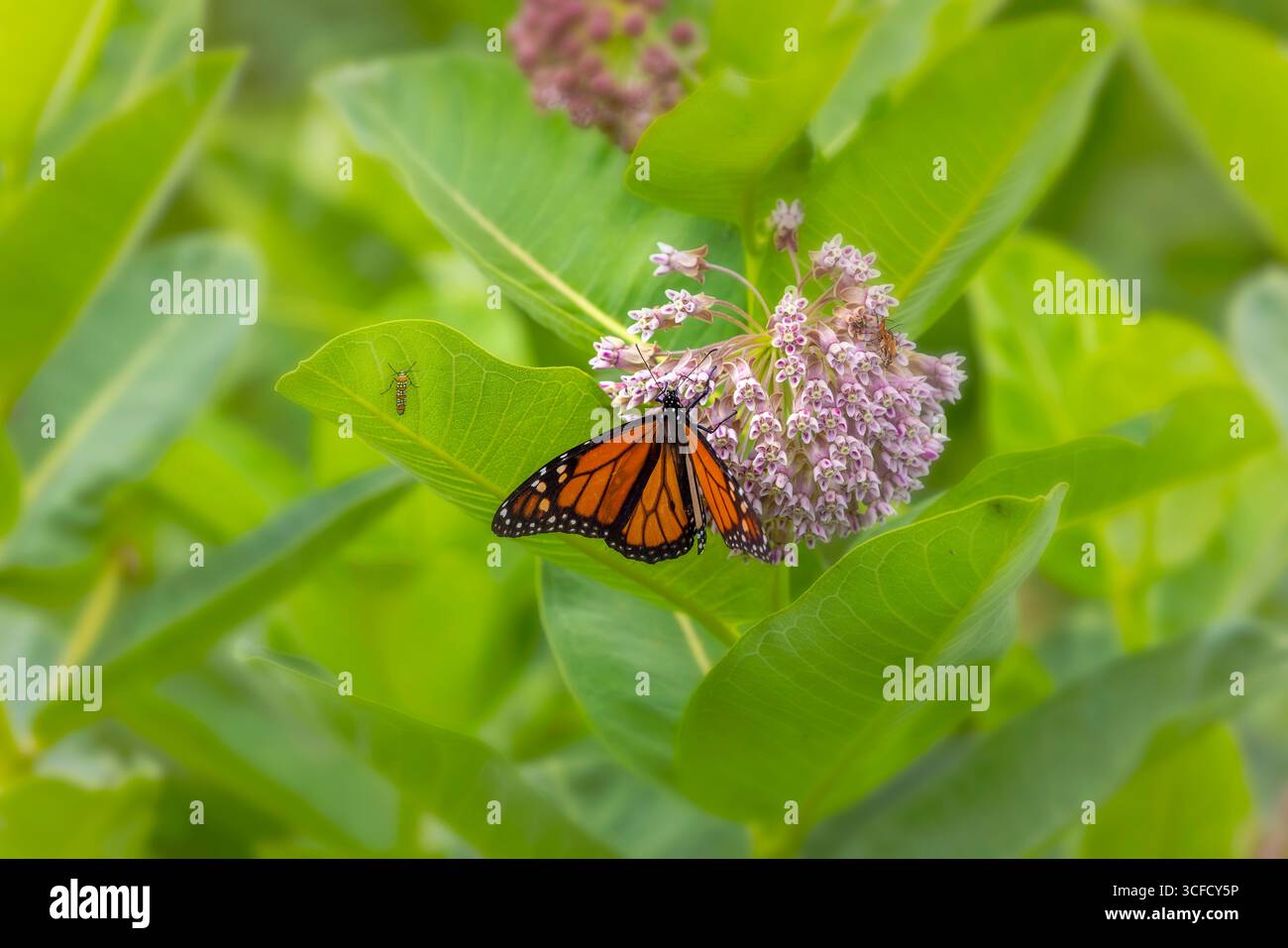 Monarch butterfly (Danaus plexippus) feeding on milkweed flowers ...